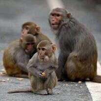 נבונים ביותר וחשים כאב, אבל וחמלה. | AFP