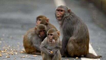 נבונים ביותר וחשים כאב, אבל וחמלה. | AFP