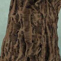 איור: שרון ארדיטי