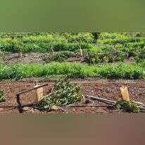 חלק מהמטע שניזוק. | עדי בכור, השומר החדש