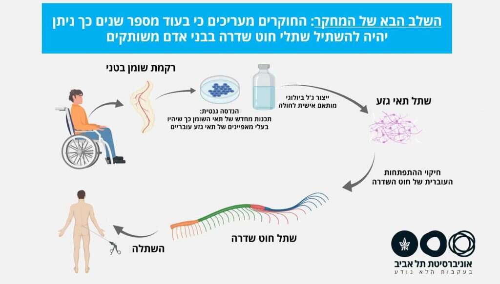 הדמיה – השלב הבא של המחקר – החוקרים מעריכים כך ניתן יהיה להשתיל שתלי חוט שדרה בבני אדם משותקים. קרדיט: מרכז סגול לביוטכנולוגיה רגנרטיבית הדמיה – השלב הבא של המחקר – החוקרים מעריכים כך ניתן יהיה להשתיל שתלי חוט שדרה בבני אדם משותקים. קרדיט: מרכז סגול לביוטכנולוגיה רגנרטיבית