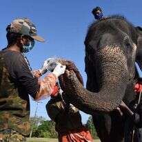 בדיקת קורונה לפילים במדינת טאמיל נאדו, הודו . | איי.אף.פי