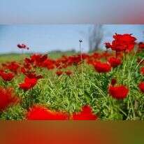 דרום אדום. | לירון מולדובן