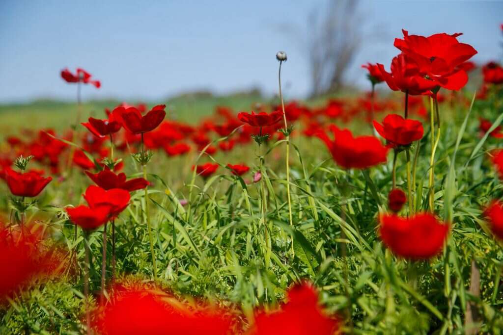 דרום אדום. | לירון מולדובן