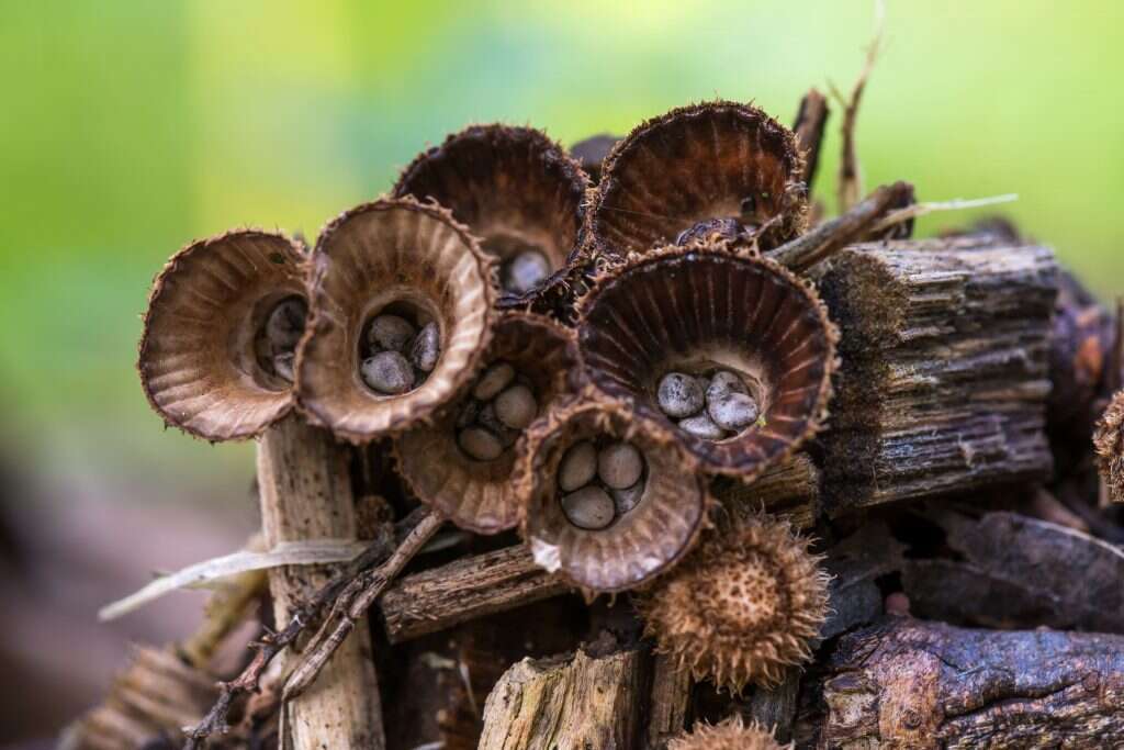 טכניקות בליסטיות של ממש. מצילת הגבעול. | שאטרסטוק טכניקות בליסטיות של ממש. מצילת הגבעול. | שאטרסטוק