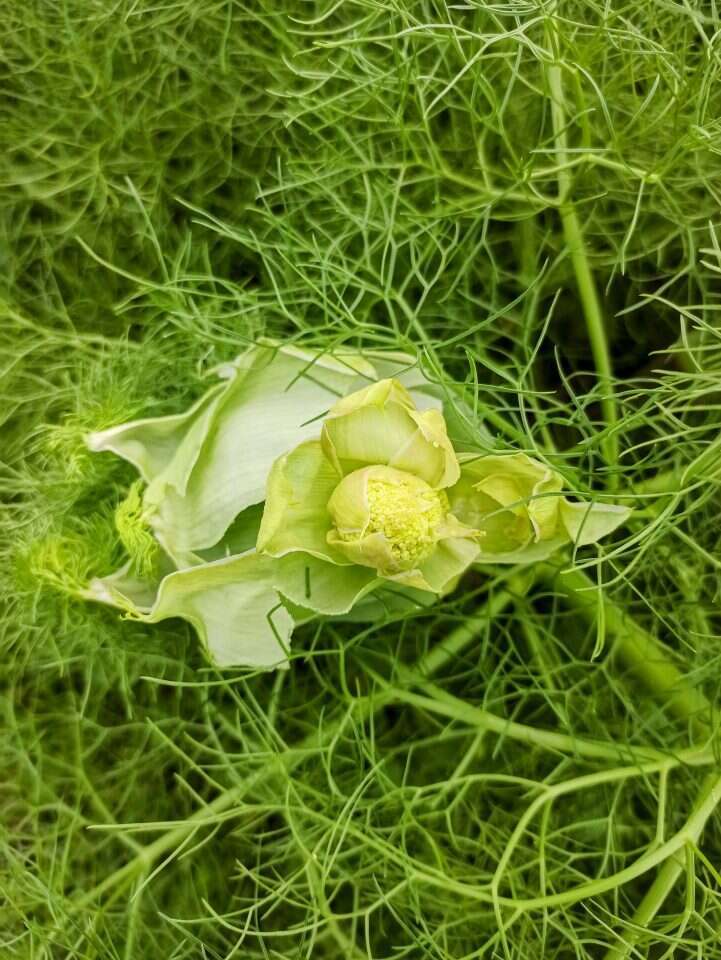 מעדן מלכים בקרב הדרוזים. ביצי כלך. | יעל (פרוינד) אברהם מעדן מלכים בקרב הדרוזים. ביצי כלך. | יעל (פרוינד) אברהם