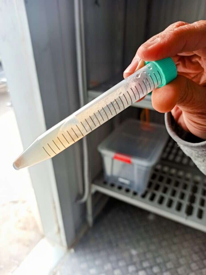 בנק הפטריות הגדול במזה"ת. תפטיר במבחנה. | יעל (פרוינד) אברהם בנק הפטריות הגדול במזה"ת. תפטיר במבחנה. | יעל (פרוינד) אברהם