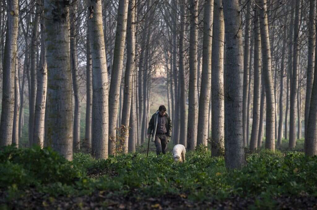 לאתר את הזהב השחור. כלב מאולף מחפש כמהין. | AFP לאתר את הזהב השחור. כלב מאולף מחפש כמהין. | AFP