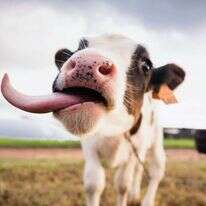 הבשר עשוי להגיע לשוק בעוד שנתיים. | שאטרסטוק