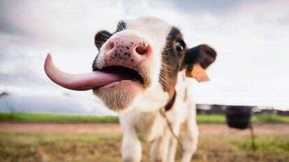 הבשר עשוי להגיע לשוק בעוד שנתיים. | שאטרסטוק