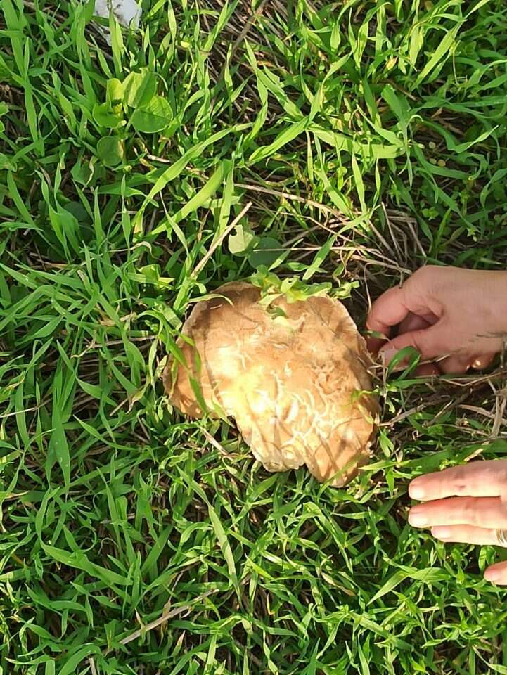 אוזנית הכלך. | יעל פרוינד אברהם אוזנית הכלך. | יעל פרוינד אברהם