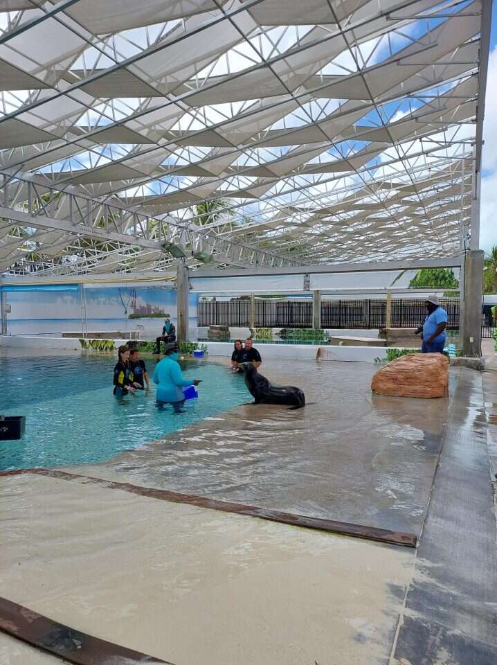 חיות, מטפלים, תיירים ורופאים. כלב ים בבריכת המלון. | מיכאל טוכפלד