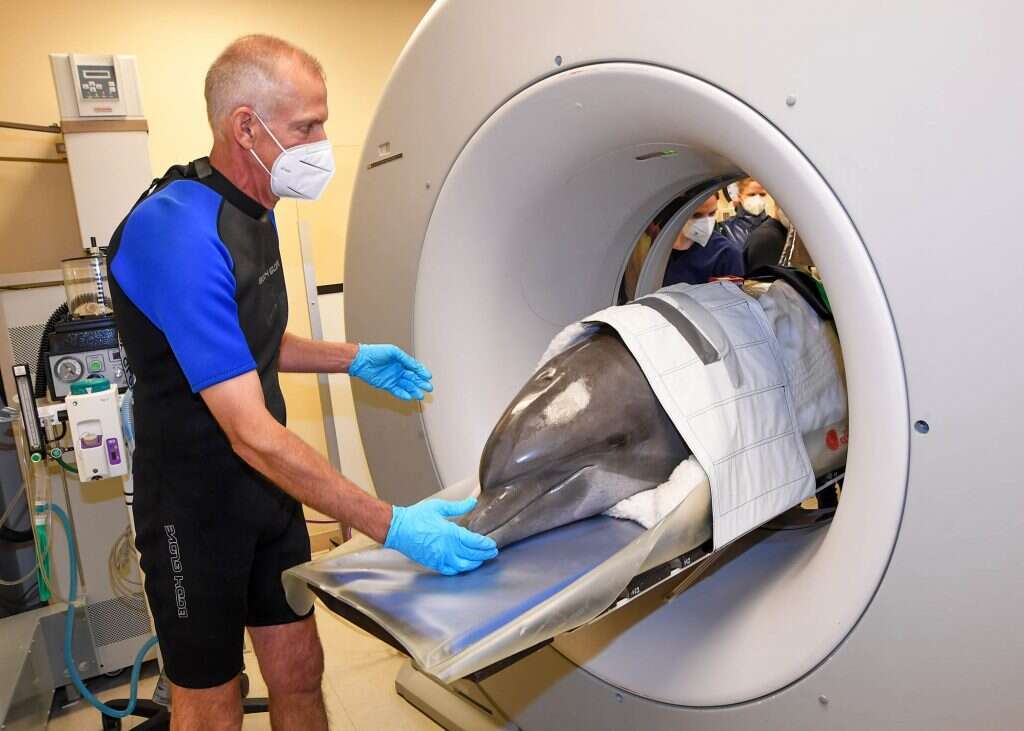 השגחה רפואית מקיפה יותר מלבני אדם. דולפין בסריקה רפואית. | AFP