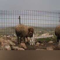 דוברות השומר יו"ש