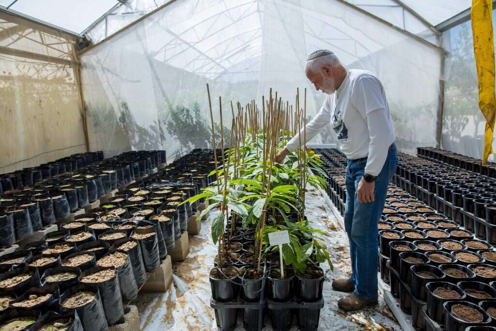 "ברוך השם אנשים באו והזמינו הרבה שתילים". ויטו ויצמן במשתלה. | לירון מולדובן