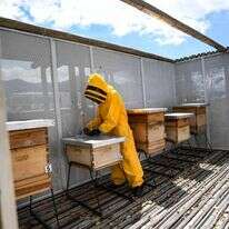 כוורות באוניברסיטה בבוגוטה. כמעט מחצית מהחרקים המאביקים נמצאים בסכנת הכחדה. | AFP