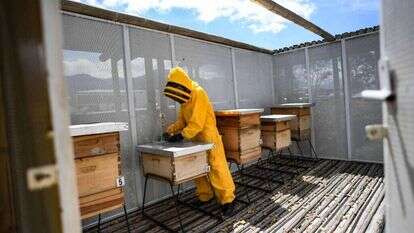 כוורות באוניברסיטה בבוגוטה. כמעט מחצית מהחרקים המאביקים נמצאים בסכנת הכחדה. | AFP