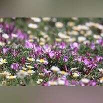 פריחה בחרמון. | אסף סלע, קשת יהונתן