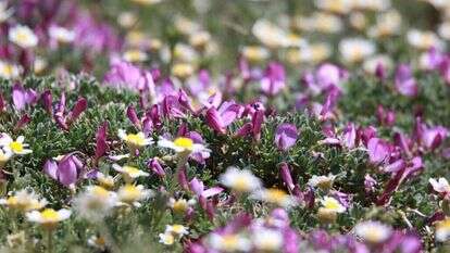 פריחה בחרמון. | אסף סלע, קשת יהונתן