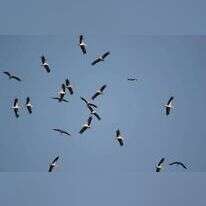 אסף סלע, קשת יהונתן