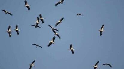 אסף סלע, קשת יהונתן