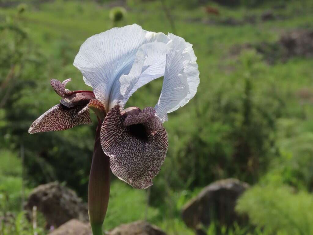 אירוס הגולן. | אסף סלע, קשת יהונתן