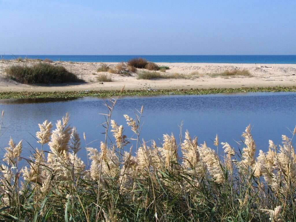 פסולת של בתי בד. נחל אלכסנדר. | אילן מלסטר, המשרד להגנת הסביבה