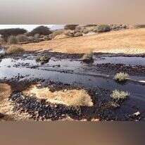 זיהום הנפט בערבה. | פלאש 90