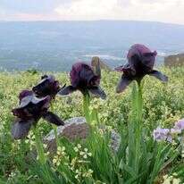 האירוס השחור פורח בגלעד, במבט מערב, אל נופי ישראל. | שאטרסטוק