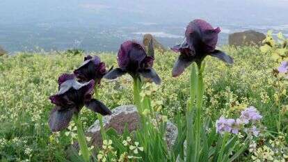 האירוס השחור פורח בגלעד, במבט מערב, אל נופי ישראל. | שאטרסטוק