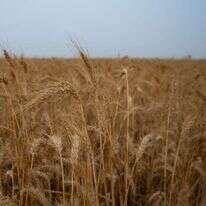 ספירת העומר. | מילה אביב,פלאש 90