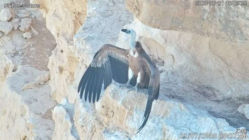 מראות מרגשים ומסוכנים. נשר יתום פורח מהקן. | מתוך דף הפייסבוק