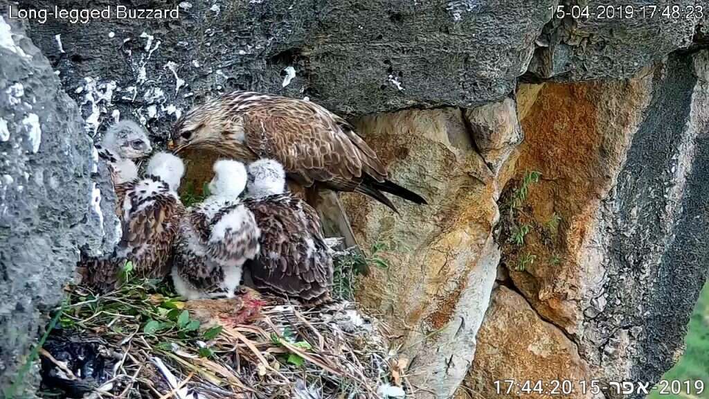 מגוון אדיר של טרף. נקבת עקב עיטי מאכילה את הגוזלים. | מתוך דף הפייסבוק