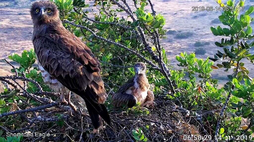 ההתערבות במקרי קיצון. נקבת חיוואי עם הגוזל שלה. | מתוך דף הפייסבוק