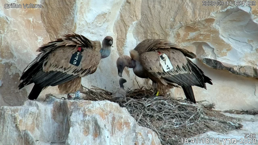 מיליוני צופים. קן נשרים. | מתוך דף הפייסבוק
