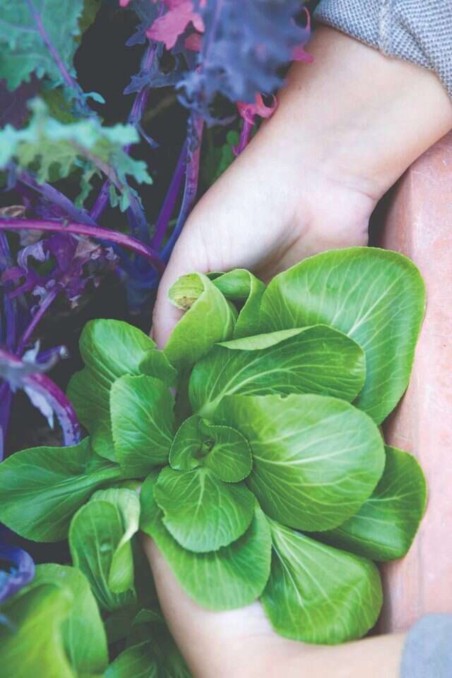 עניין של סבלנות והשקעה מתמדת. גידולים מהגינה הביתית. | עידית נרקיס־כ"ץ