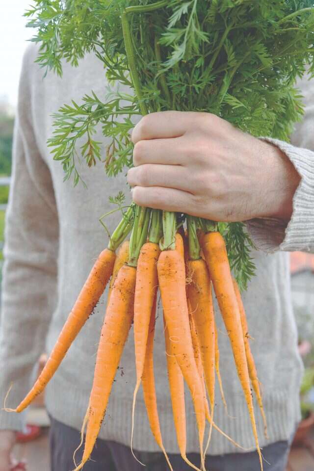 עידית נרקיס־כ"ץ