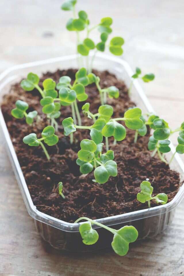 צמח | עידית נרקיס־כ"ץ