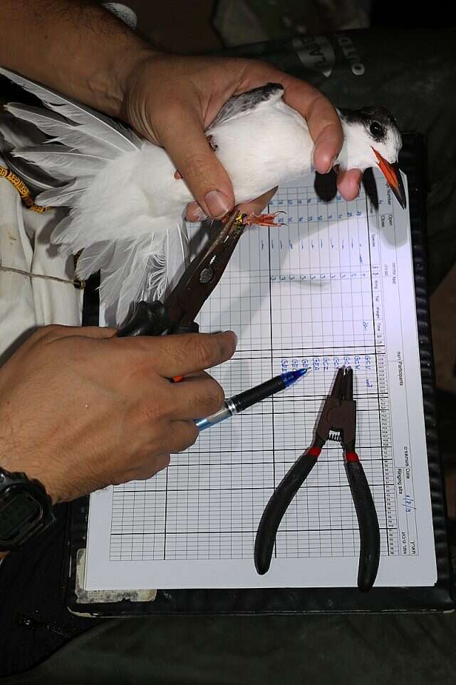 שחפית ים מתמסרת לטיבוע. | יוסף כיאט