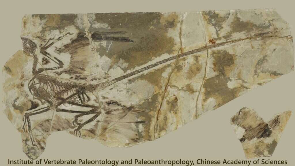 התאבן והקפיא את חילוף הנוצות. הדינוזאור מיקרורפטור חוגג 120 מיליון