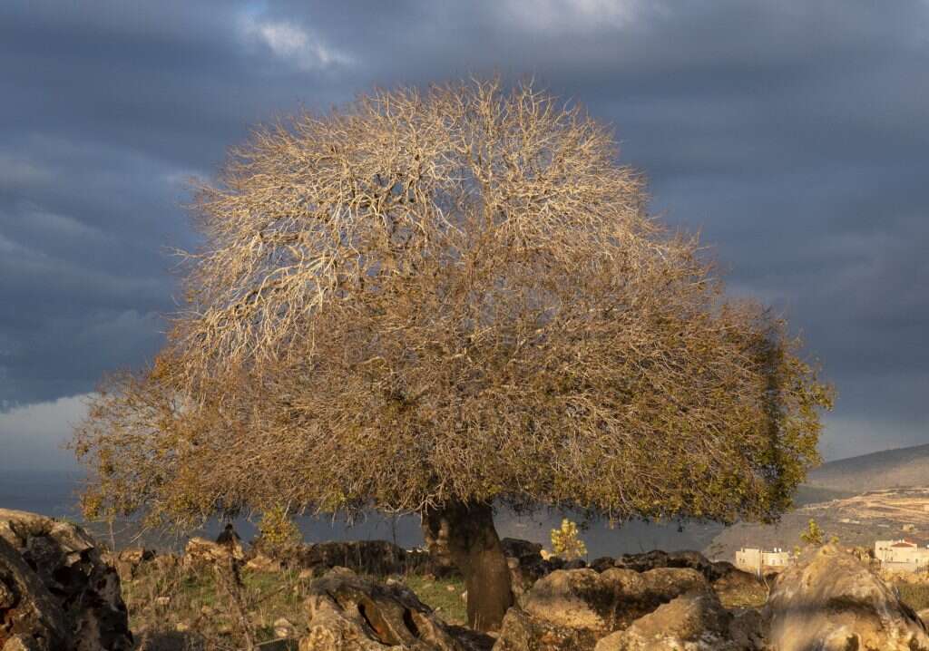 אלה אטלנטית. מתוך הספר. | אלון לויטה