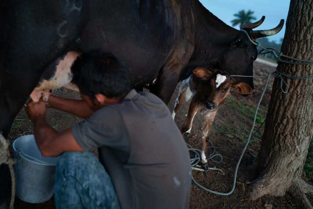 ההבטחה הגדולה הפכה לסמל האכזבה. פועל חולב פרה בחווה של צ'מיסו. | Sarah L. Voisin Washington Post