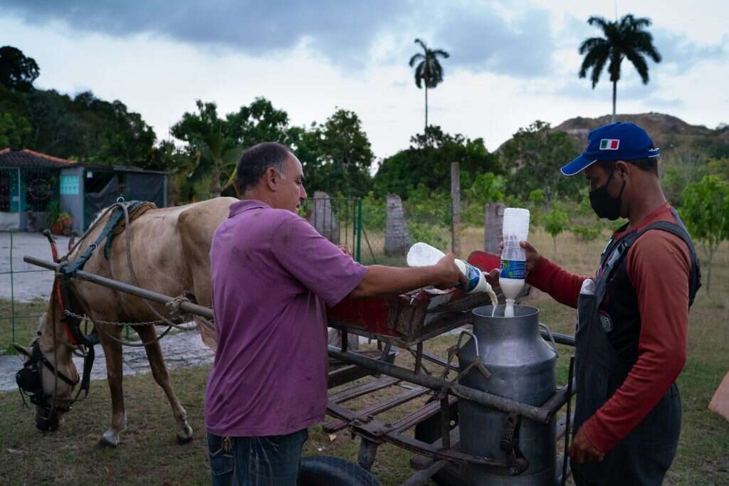 בינתיים קובה תלויה בייבוא. חלב בחווה של רוחאס. | Sarah L. Voisin Washington Post