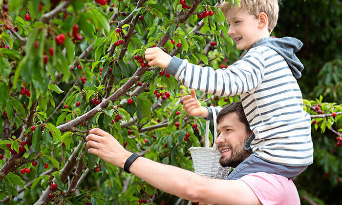 קטיף דובדבנים. | באדיבות GROO