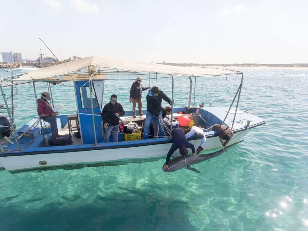 תופעה מסקרנת שלא מוכרת ממקומות אחרים בעולם. חוקרי אוניברסיטת חיפה עם כרישה. | חגי נתיב – תחנת מוריס קאהן לחקר הים