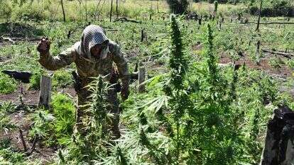 שדות גידול סמים. אילוסטרציה. | AFP שדות גידול סמים. אילוסטרציה. | AFP