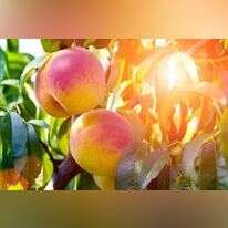 עץ הנקטרינה. | שאטרסטוק