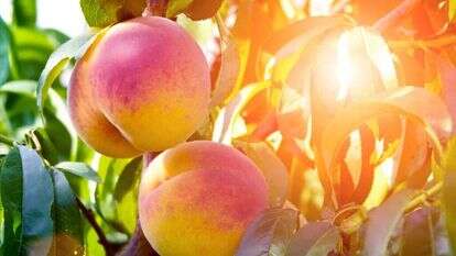 עץ הנקטרינה. | שאטרסטוק