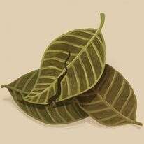 איור: הודיה מוסרי–גילבר