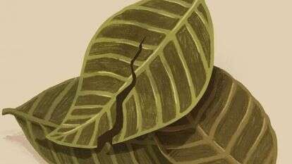 איור: הודיה מוסרי–גילבר